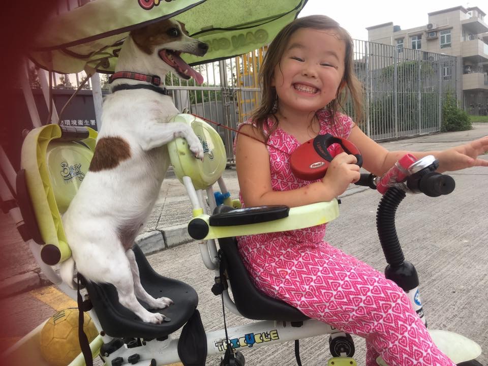 adopting a dog in Hong Kong